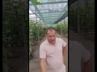 Виноград Одесса - ТИПЛИЧНЫЙ ВИНОГРАД 2026 КАКИЕ СОРТА СТАБИЛЬНЫЕ  ПОЧЕМ ПРОДАЕТЕ  mp4#shorts #tiktok