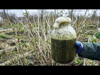 Сад-огород Life - Малина будет вся в ягоде, подкормите этим в апреле. Мощное питание от профессионал