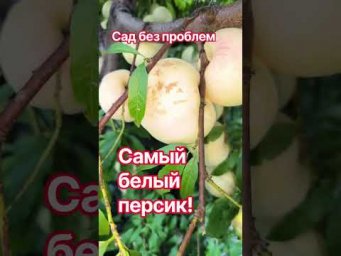 Сад без проблем - Самый вкусный белый персик!