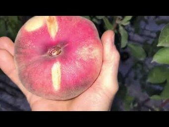 Сад без проблем - Самый поздний инжирный персик!