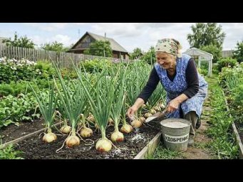 Сад-огород Life - Последняя важная подкормка для лука в июле. Пропускать нельзя.