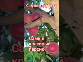 Сад без проблем - Самый красивый персик!