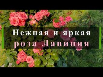 Питомник роз Иващенко - Нежная и яркая роза Лавиния. Питомник растений Е. Иващенко
