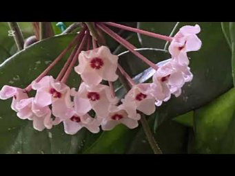 Комнатные цветы - Ароматный подарок от Хойи карноза!