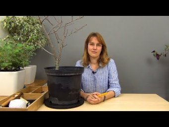 Усадьба Багиры - Бонсай из аронии черноплодной (ч.1).