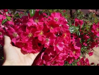 Питомник Розовая клумба - Штадт Ром https://rozklumba.ru