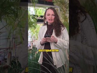 Дачный агроном - Ветки крыжовника ПОКРЫЛИСЬ МХОМ #дачныйагроном #рекомендуем