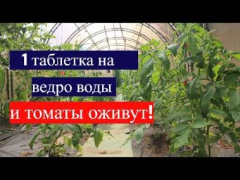 Во саду ли в огороде Юлия Миняева - ЭТА ПОДКОРМКА ТВОРИТ ЧУДЕСА! Томаты расправляются прямо на глаза