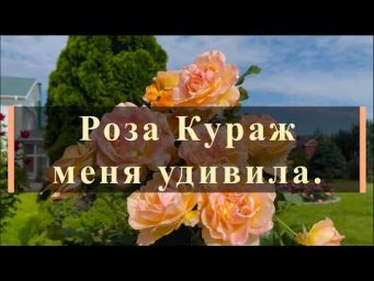 Питомник роз Иващенко - Роза Кураж меня удивила. Питомник растений Е. Иващенко