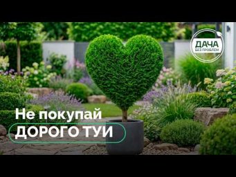Дача без проблем - Туя Смарагд: 5 идей для формирования кроны своими руками