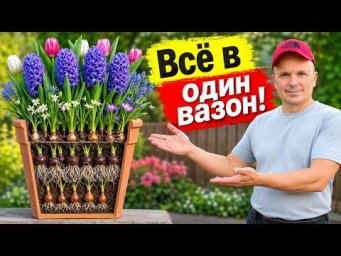 Сад, огород своими руками (Валерий Кузюбердин) - Три способа посадки луковичных в вазоны на зиму