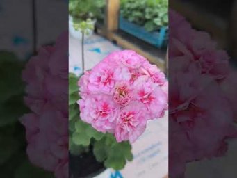 Мой цветочный бизнес - ТА Гелиос  #ТА_Гелиос #пеларгония  #сорт