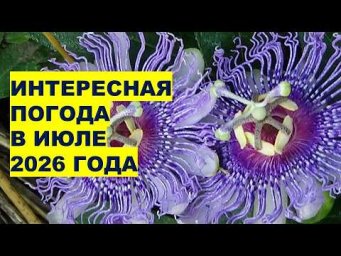 Дача, сад, огород, цветы - Июль 2026: экстремальная погода: ураганы и жара ждут нас?!