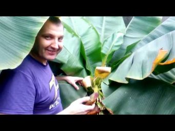 Максим Дробот - Как цветут бананы в теплице и дома. Шикарный урожай кофе в доме.