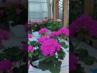 Мой цветочный бизнес - ЮВ Лолита #ЮВ_Лолита #пеларгония #сорт