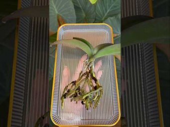 Garden orchides - Рабочая реанимация орхидеи после гнили корней, чтобы вылечить растение!