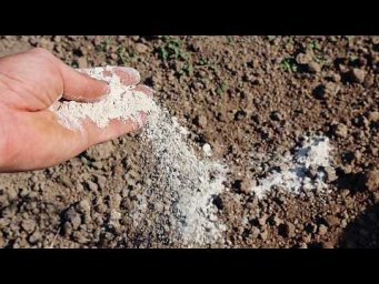 Сад-огород Life - Собрали лук, чеснок, морковь и свёклу картошку? Самое время вернуть земле долг!