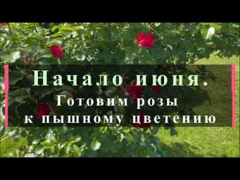 Питомник роз Иващенко - Начало июня. Готовим розы к пышному цветению. Питомник растений Е. Иващенко