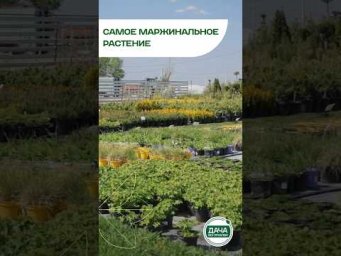 Дача без проблем - Самое выгодное растение для сада!