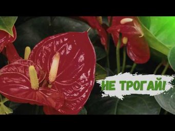 Цветы в доме - Бутоны опадают? Главные ошибки ухода в период цветения