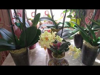 Лотос сити - Меры профилактики сезонных гнилей Орхидей.