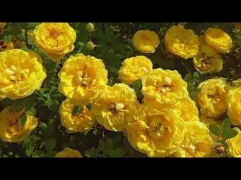 Питомник Розовая клумба - Персиан Еллоу https://rozklumba.ru