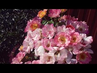 Питомник Розовая клумба - Акция для г. Воронеж! https://rozklumba.ru