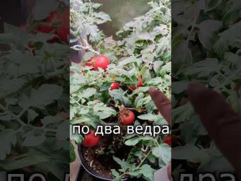 Практичный огород - Крупные помидоры дома зимой под лампами