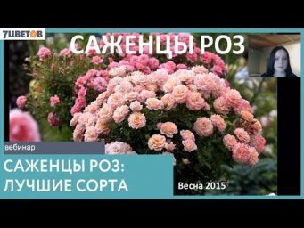 7Flowers - Саженцы роз: лучшие сорта мировых брендов - 7ЦВЕТОВ