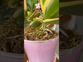 Garden orchides - Проверенный рецепт полива для реанимации орхидеи!