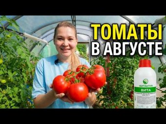 Садовый Мир - Томаты в августе: сокращаем полив, спасаем урожай от фитофторы и делаем плоды сладкими