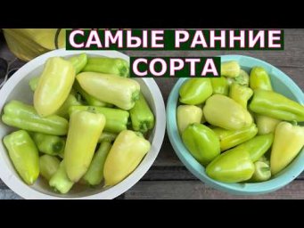 Vogorode - Первый урожай перца в открытом грунте Подмосковья