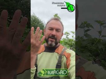 Иван Русских Иванова наука - Сделайте ЭТО с ягодниками в ИЮНЕ! 
