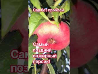 Сад без проблем - Самый поздний инжирный персик!