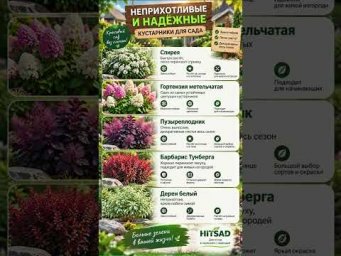 ХитСад ТВ - Неприхотливые и надёжные кустарники для сада