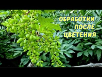 Сергей Дачник - Милдью и оидиум под контролем! Обработка винограда для крупной ягоды.