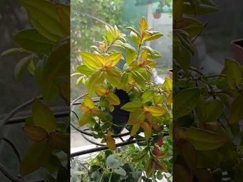 Цветочное ассорти - Мои невероятно красиво цветущие комнатные растения.