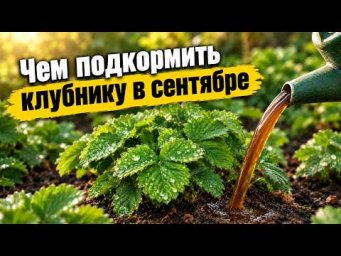 Садовый клуб Наталии Петренко - Чем подкормить клубнику в сентябре