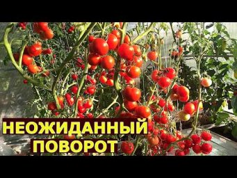 Vogorode - Откуда пересорт и неизвестные названия сортов томатов