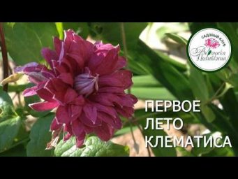 Вероника Поливкина - Первое лето клематиса
