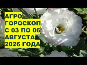 Дача, сад, огород, цветы - 03-06 августа 2026: что успеть сделать на даче по лунному календарю?!