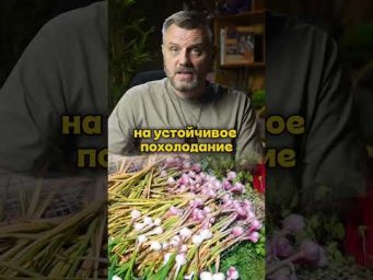 Дачный агроном - Осенняя посадка чеснока! Не спешите #дачныйагроном #рекомендуем