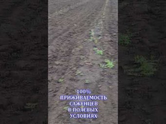 Виноград Одесса - ОСТМОТР ВИНОГРАДНИКА ПОСЛЕ ПОСАДКИ 2 НЕДЕЛИ#shorts #tiktok #дача #дача #сельскоехо