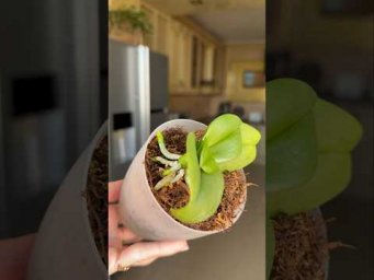 Garden orchides - Поливая орхидеи борной кислотой, корни сперва, цветонос потом!