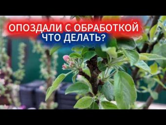 Садовый Мир - Не успели опрыскать до цветения? Как провести обработку яблони от болезней и вредителе