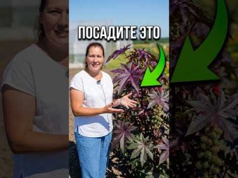Садовый Мир - Клещевина: тропическая экзотика у вас на даче.