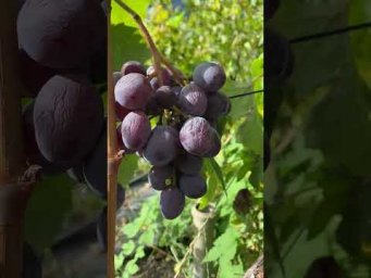Выращивание винограда - Виноград Семушка.Продаж саджанців  винограду.Телефон 098 115 04 16 Анатолій