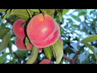 Сад без проблем - Самый красивый персик!
