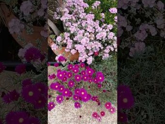 Фловер терапи - Цветы солнца☀️ #mesembryanthemum #osculariadeltoides#lampranthusroseus #succulent #с