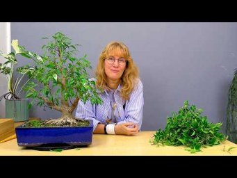 Усадьба Багиры - Бонсай из фикуса Бенджамина (ч.14).